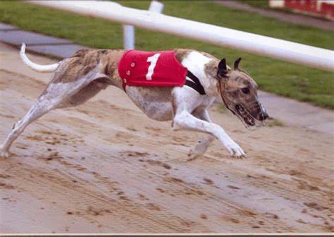 myracing greyhounds|my racing greyhound tips.